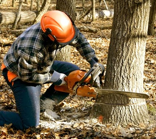 Tree Removal in Hockley, TX